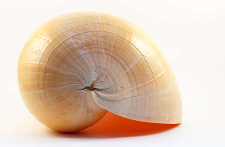 Image of sea shell orange