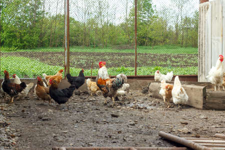 Chickens in the henhouseの写真素材