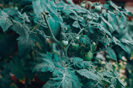 Green Cherry Tomatoes hanging on a branchの写真素材