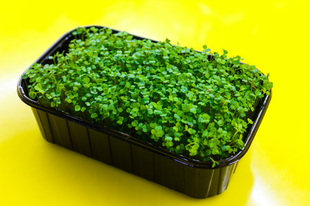 ruccola microgreens grown indoors in soil. concept of healthy eating.の写真素材