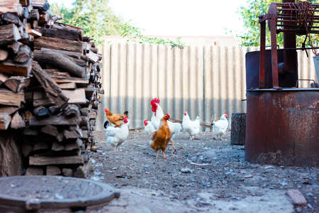 hens walking around the yard, barnyard on a farm for breeding poultryの写真素材