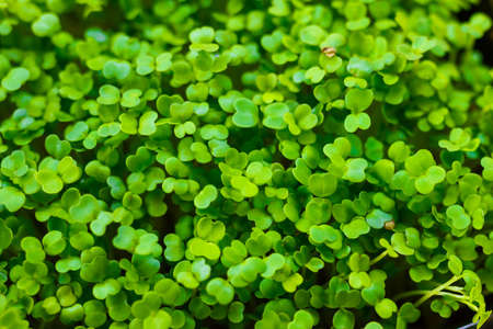 defocused ruccola microgreens grown indoors in soil. concept of healthy eating.の写真素材