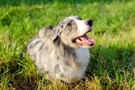 Welsh Corgi Cardigan on green grass outdoorの写真素材
