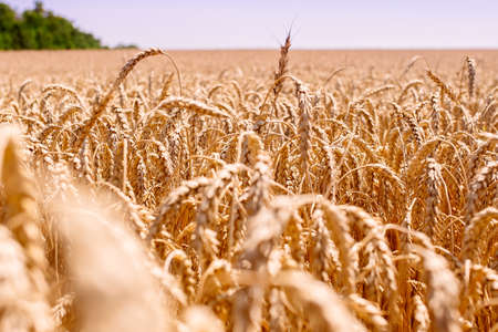 field of wheat is being mowed. The ears are tiltedの写真素材