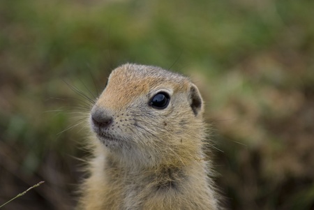 ground squirrel