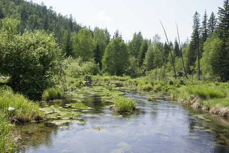 nature of Siberia