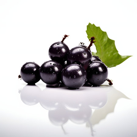 black currant on a white background with water drops. studio shotの素材