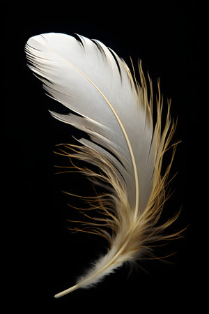 feather of a bird on a black background close-up macroの素材