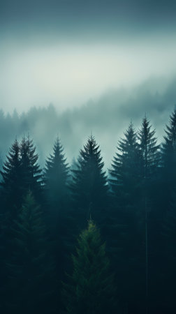 Pine trees in the fog in the Carpathian mountains.の素材
