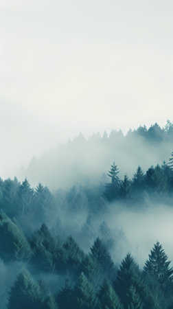 Foggy landscape with coniferous forest in the mountains.の素材