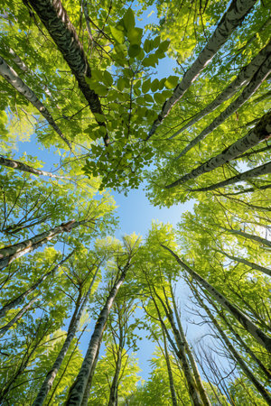 Green beech forest with blue sky background. Bottom view of birch forest with green leaves.の素材