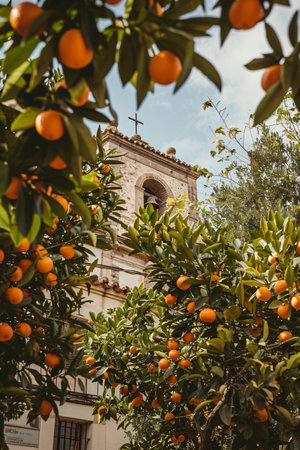 Citrus trees and oranges in the city of Valencia, Spainの素材