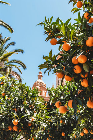Tangerines on the tree in Palermo, Sicily, Italyの素材