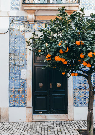 Oranges growing on a tree in the streets of Lisbon, Portugalの素材