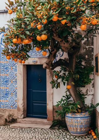 Orange tree with orange fruits and blue door in Lisbon, Portugal.の素材