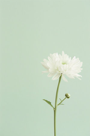 White chrysanthemum on a green background. Studio shot.の素材
