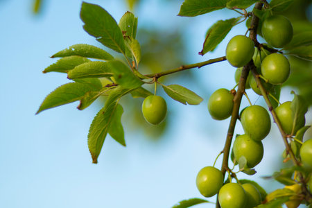 Green plums on the tree. Green plums on the branchの写真素材
