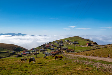 Cows grazing in the mountains. Carpathians, Ukraine.の写真素材