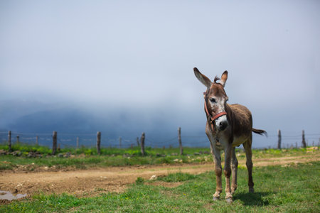 donkey on a green meadow in the mountains in the fogの写真素材