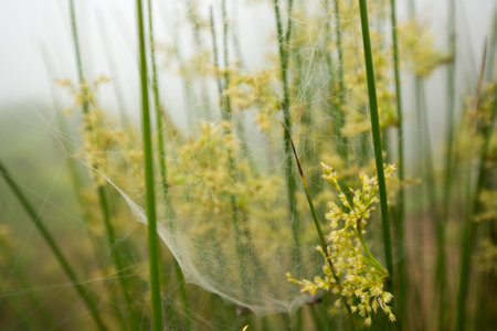 Close up of a spider web in a grass field on a foggy day