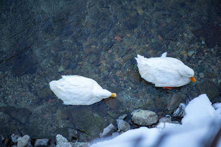 The lake in the mountains in winter. Blue sky. Clouds and spectacular nature. Uzungol, Trabzon,...