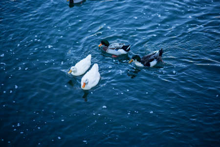 The lake in the mountains in winter. Blue sky. Clouds and spectacular nature. Uzungol, Trabzon, Turkeyの写真素材