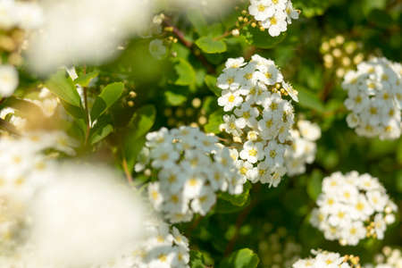 close-up multicolor rare wonderful flower