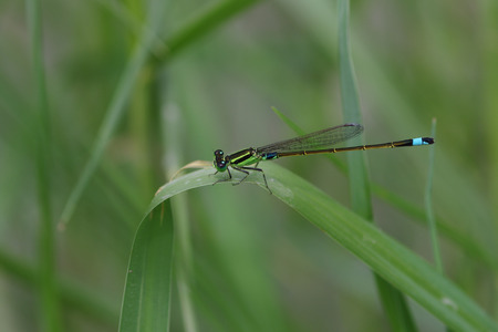 big dragonfly holding the grassの写真素材