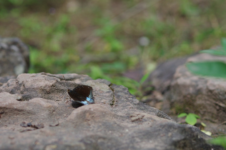 butterfly holding the stoneの写真素材