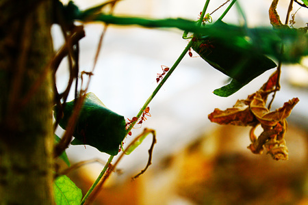 ant paradeの写真素材