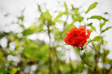 red malvaceaeの写真素材