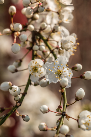Apple blossomsの写真素材