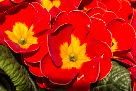 Red flowersの写真素材