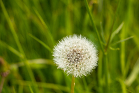 White flower on the fields