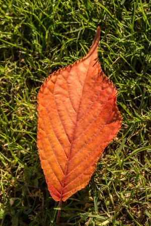 Red leaf on the grass