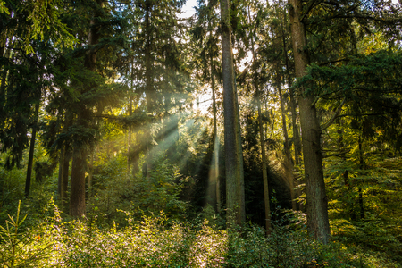 Sunrays through the forestの写真素材