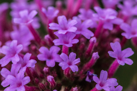 Violet flowers on the field
