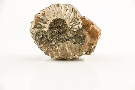 Old fossil snail and white backgroundの写真素材