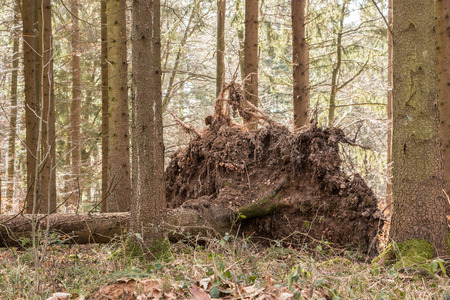 Big fallen trees in the middle of the forestの写真素材