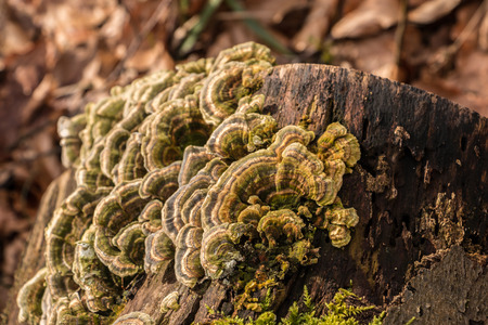 Mushrooms on a tree trunk in the middle of the forestの写真素材