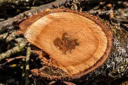 Sawed wood in the green gardenの写真素材