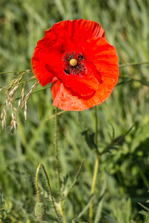 Red poppy on a german grain fieldの写真素材