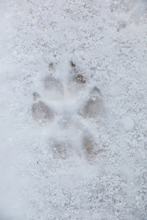 Foot print of a dog or a wolf on the white snowの写真素材