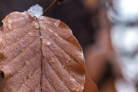 Brown frozen leaves with ice in winterの写真素材