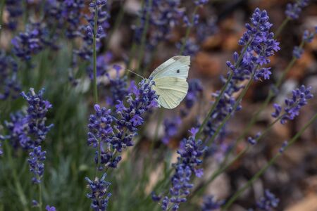 Butterfly on violet flower on the green field of the parkの写真素材