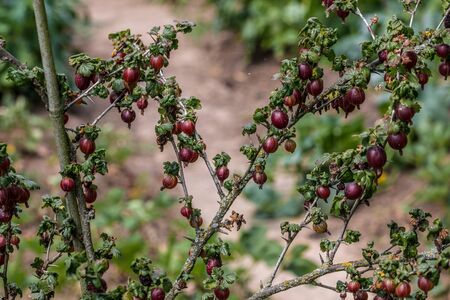 Purple gooseberries and green leaves in the green gardenの写真素材
