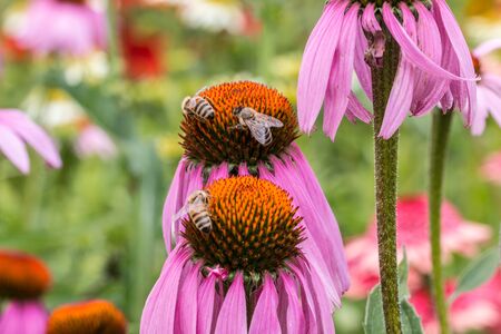 Bee on a violet flower in the middle of the wildflower meadow