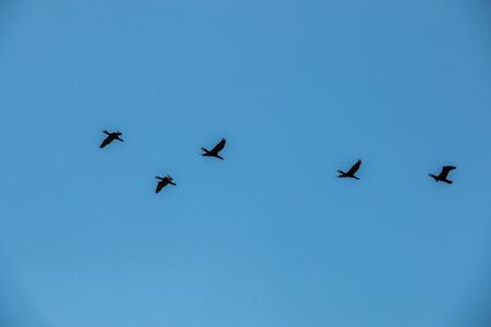 Group of big black cormorants flying in the air