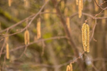 Hazelnut tree with a lot of big yellow hazelnut pollenの写真素材