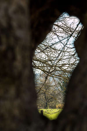 Big hole inside an old apple treeの写真素材